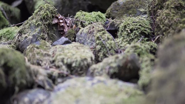 Tracking Shot Of Animal POV moving over Forest Stones With Moss, cinematic dof