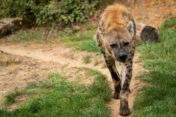 Hyäne im Zoo läuft umher 01