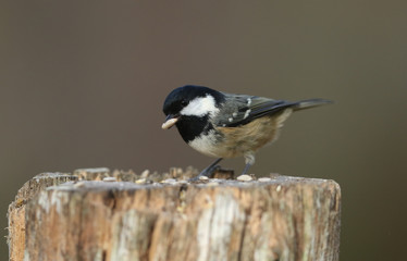 A pretty Coal Tit (Periparus ater) feeding on a tree stump in the Abernathy forest in the highlands of Scotland.	