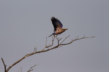 A purple roller