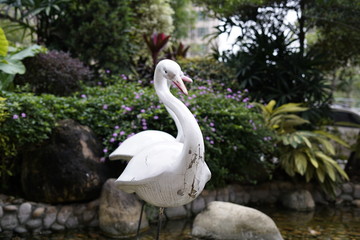 swan on water