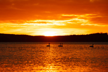 Beautiful orange and yellow sunset in Finland. In the foreground several swans swim.