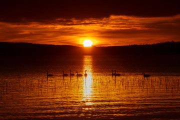 Beautiful orange and yellow sunset in Finland. In the foreground several swans swim.