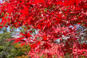 紅葉