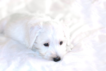 Sad white puppy lying on a white blanket. Sleeping white miniature Schnauzer puppy