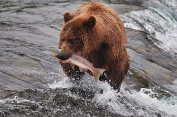 Fototapeta na wymiar Bear feeds on salmon