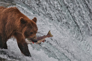 Bear feeds on salmon