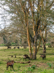 Naklejka na ściany i meble Rhinoceroses in the jungle of Kenya under a cloudy sky