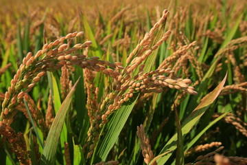 The autumn rice fields