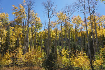 autumn in the forest