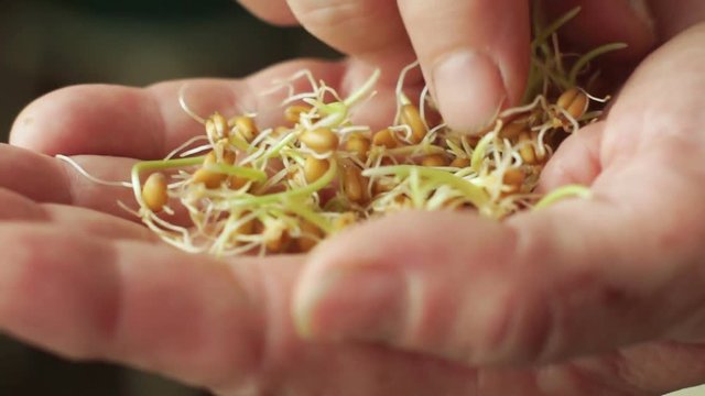 Female hand holds wheat germ