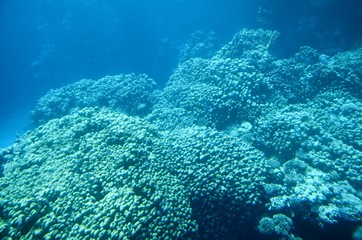 Vues depuis un bateau semi-immergé à calle en verre : Fonds sous-marins de la mer Rouge (Egypte)
