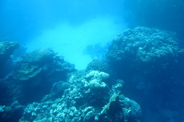 Fototapeta na wymiar Vues depuis un bateau semi-immergé à calle en verre : Fonds sous-marins de la mer Rouge (Egypte) 