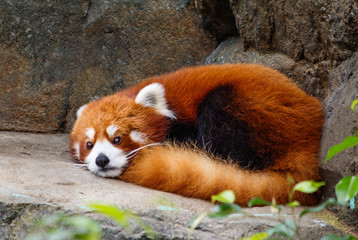Small Panda (red Panda). Small Panda or red Panda is a little bigger than a cat. On the muzzle pattern in the form of a mask. Leads a nocturnal life, sleeps during the day. 