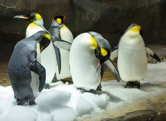 Poster Grote pinguïn of keizerspinguïn. Dit is de grootste en zwaarste van de moderne soort van de pinguïnfamilie. Zoals alle pinguïns weten de keizerspinguïns niet hoe ze moeten vliegen. © galina_savina