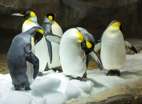 Big penguin or Emperor penguin. This is the largest and heaviest of the modern species of the penguin family. Like all penguins, the Emperor penguins do not know how to fly.