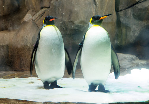 Big penguin or Emperor penguin. This is the largest and heaviest of the modern species of the penguin family. Like all penguins, the Emperor penguins do not know how to fly.