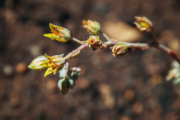 yellow flowers of the echeveria succulent plant