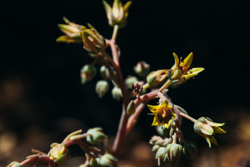 yellow flowers of the echeveria succulent plant