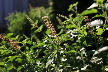Holy basil (Ocimum tenuiflorum, Tulsi) herbal plant and vegetable in house garden.