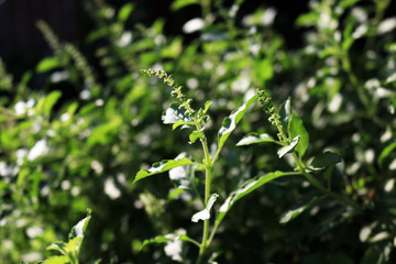 Fototapeta na wymiar Holy basil (Ocimum tenuiflorum, Tulsi) herbal plant and vegetable in house garden.