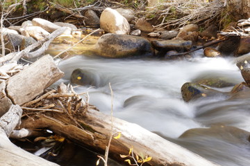 stream in the forest