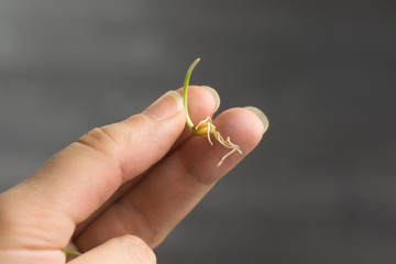 Female hand holds wheat germ