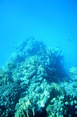 Fototapeta na wymiar Vues depuis un bateau semi-immergé à calle en verre : Fonds sous-marins de la mer Rouge (Egypte) 