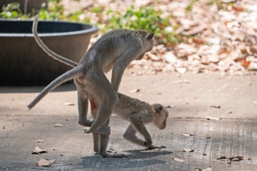 rear view of 2 Monkeys Making love (fertilization,  Gamogenesis)
The breeding of macaque in nature.
macaque. A medium-sized monkey, brown hair and the tail is longer than the body.