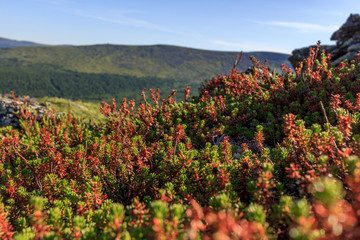 Beautiful landscape of forest-tundra. Mosses and branches of dwarf plants against the sky and mountains. Low-growing creeping plants of the heather family.