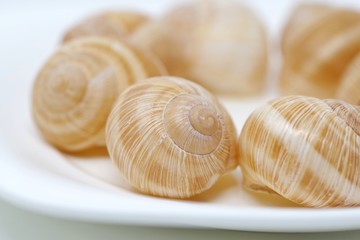 エスカルゴの殻