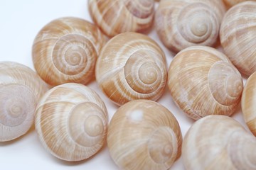 エスカルゴの殻