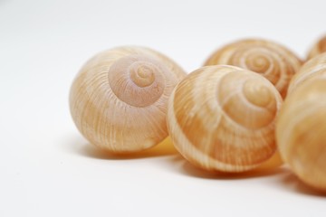 エスカルゴの殻