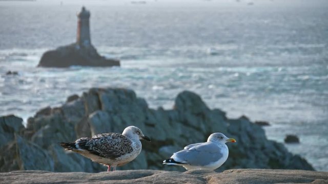 Point du Raz in Brittany, France. Windy day with seagull standing on rocks and watching the ocean's waves in October 2018.