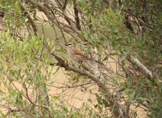 Black-crowned Tchagra in South Africa