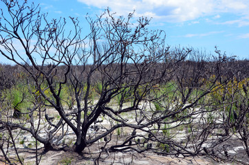 Woodland understory regenerating after a bushfire in heath, Royal National Park, New South Wales, Australia. Burnt and blackened Hakea, Banksia and Casuarina trees in the foreground