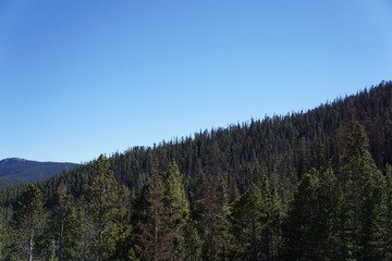 forest in the mountains