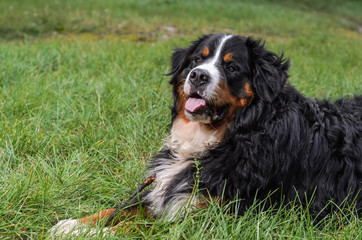 A dog of the Berner Sennenhund breed during a walk on the street