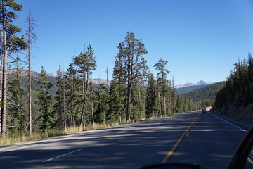 Fototapeta premium road in the forest