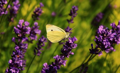 lavendel    alternative medizin