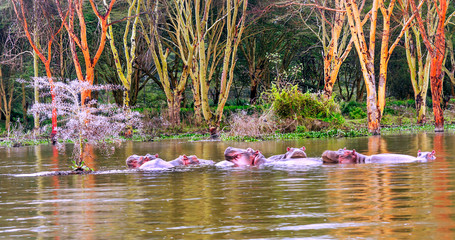 Hippopotamus on the lake in the jungle of Kenya under a cloudy sky