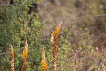 Southern Masked Weaver in South Africa