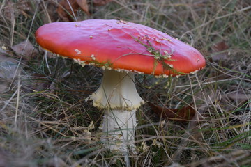 toadstool mushroom red