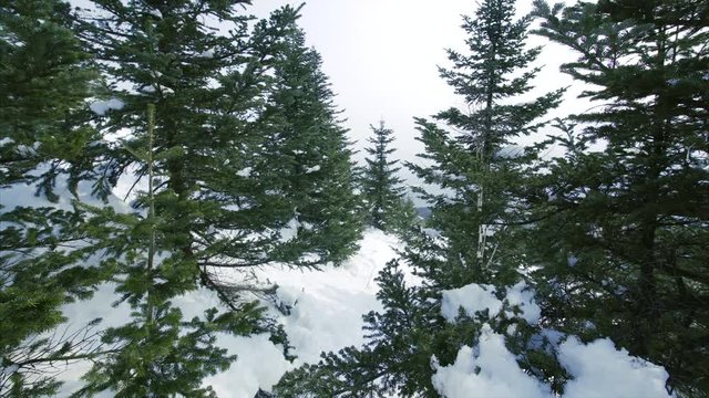 Moving back between beautiful pines and firs in winter forest