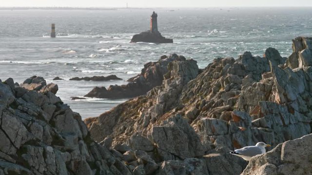 Point du Raz in Brittany, France. Windy day with seagull standing on rocks and watching the ocean's waves in October 2018.