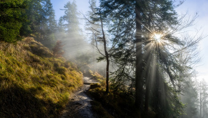 Beautiful sun rays shining into misty wood - foggy autumn sunrise