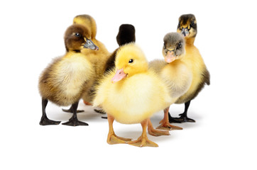 Group of little cute ducklings isolated on white background