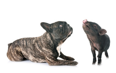Obraz premium vietnamese pig and french bulldog