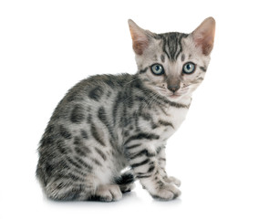 bengal kitten in studio