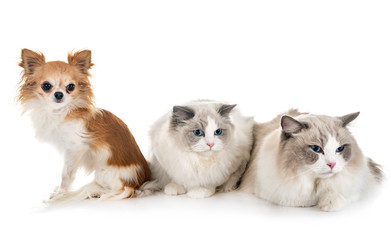 ragdoll cats and chihuahua